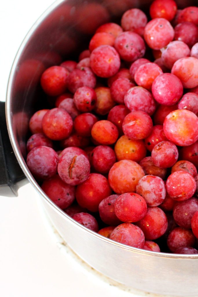 A large pan of fresh red sandhill plums.