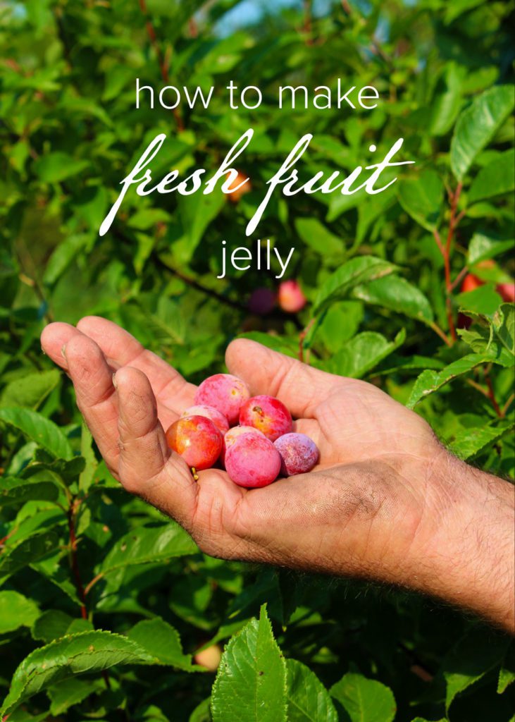 A man's hand holding sandhill plums in front of a bush.