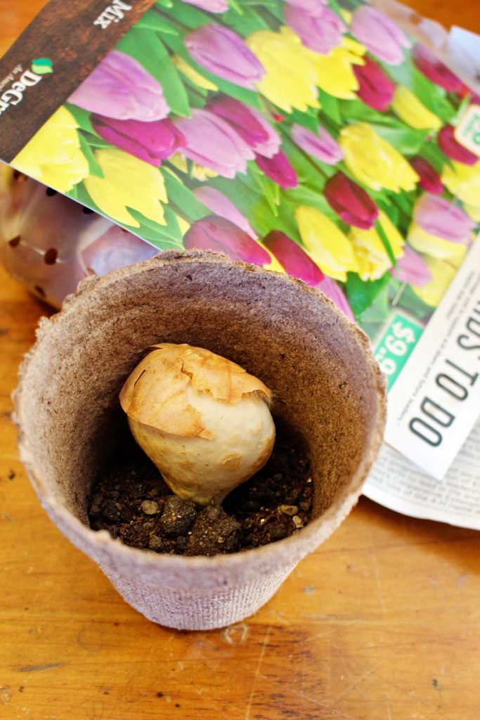 A tulip bulb planted in a flower pot.