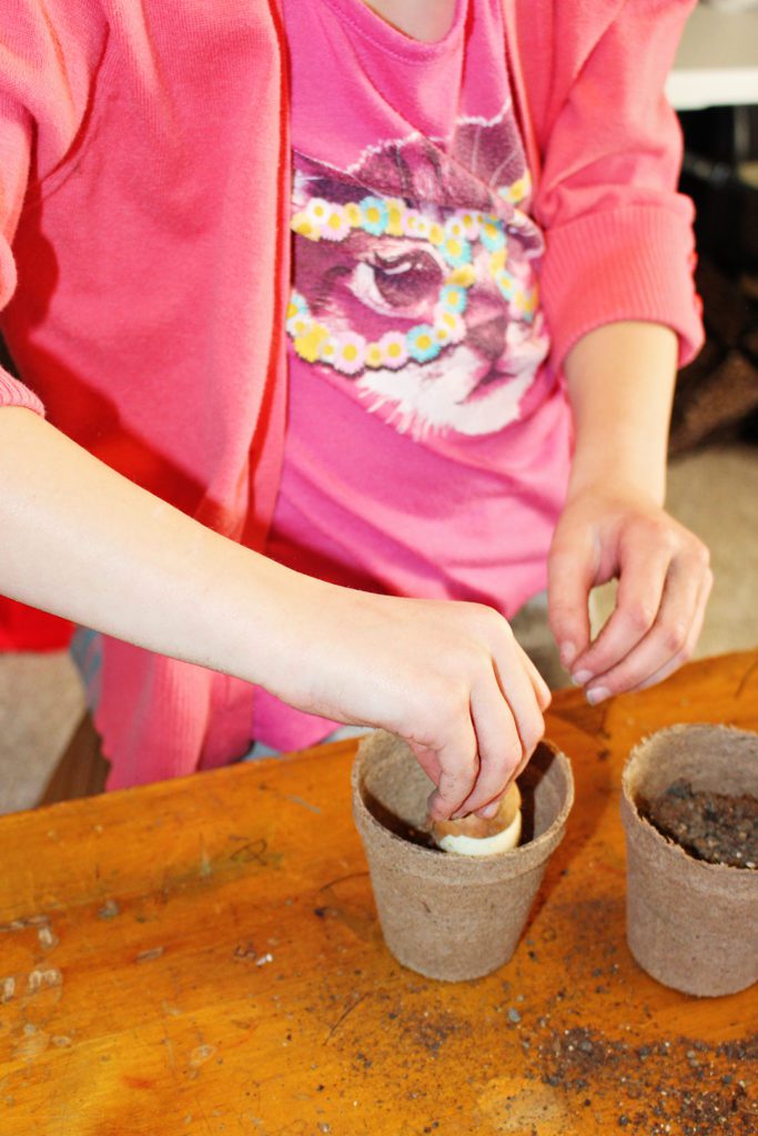 A child placing a tulip bulb in some soil in a flower pot.