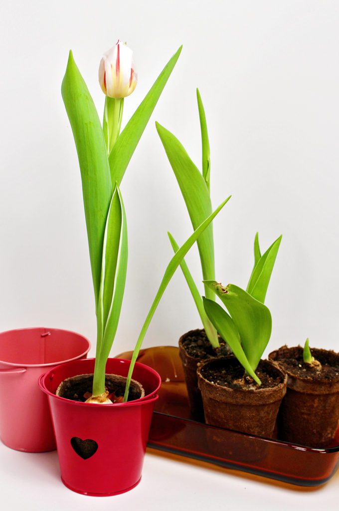 A flowering tulip plant inside a pink bucket with a heart on the front, additional growing tulip plants nearby.