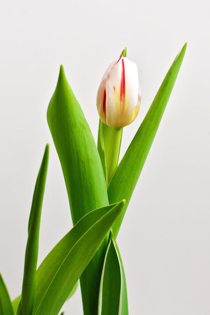 A tulip plant with a pink and white tulip flower.