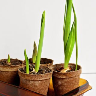 Flower pots with bulbs sprouting tulip plants.