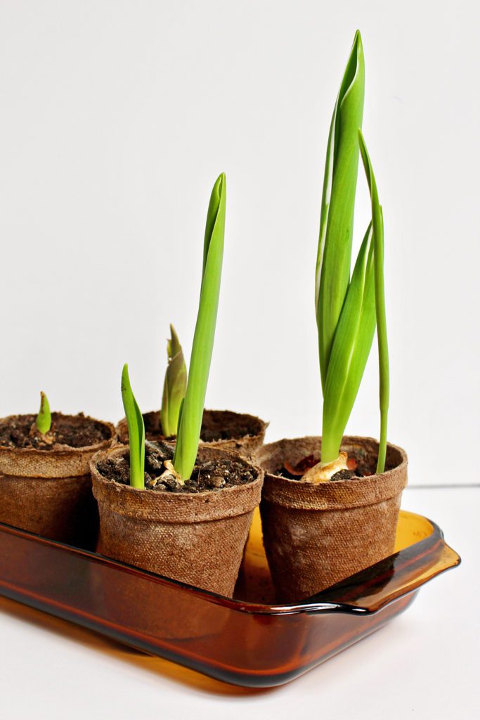 Flower pots with bulbs sprouting tulip plants.