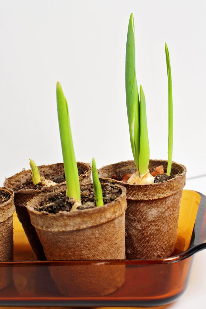 Flower pots with planted tulip bulbs growing.
