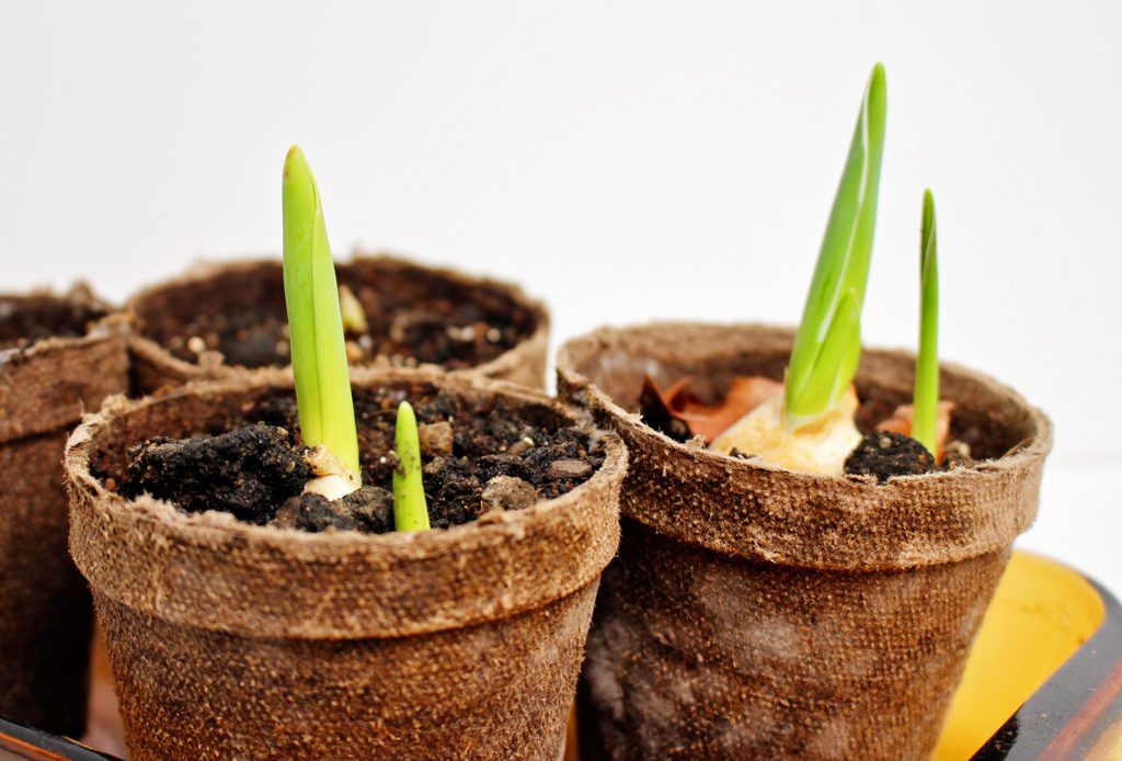Flower pots with planted tulip bulbs sprouting shoots.