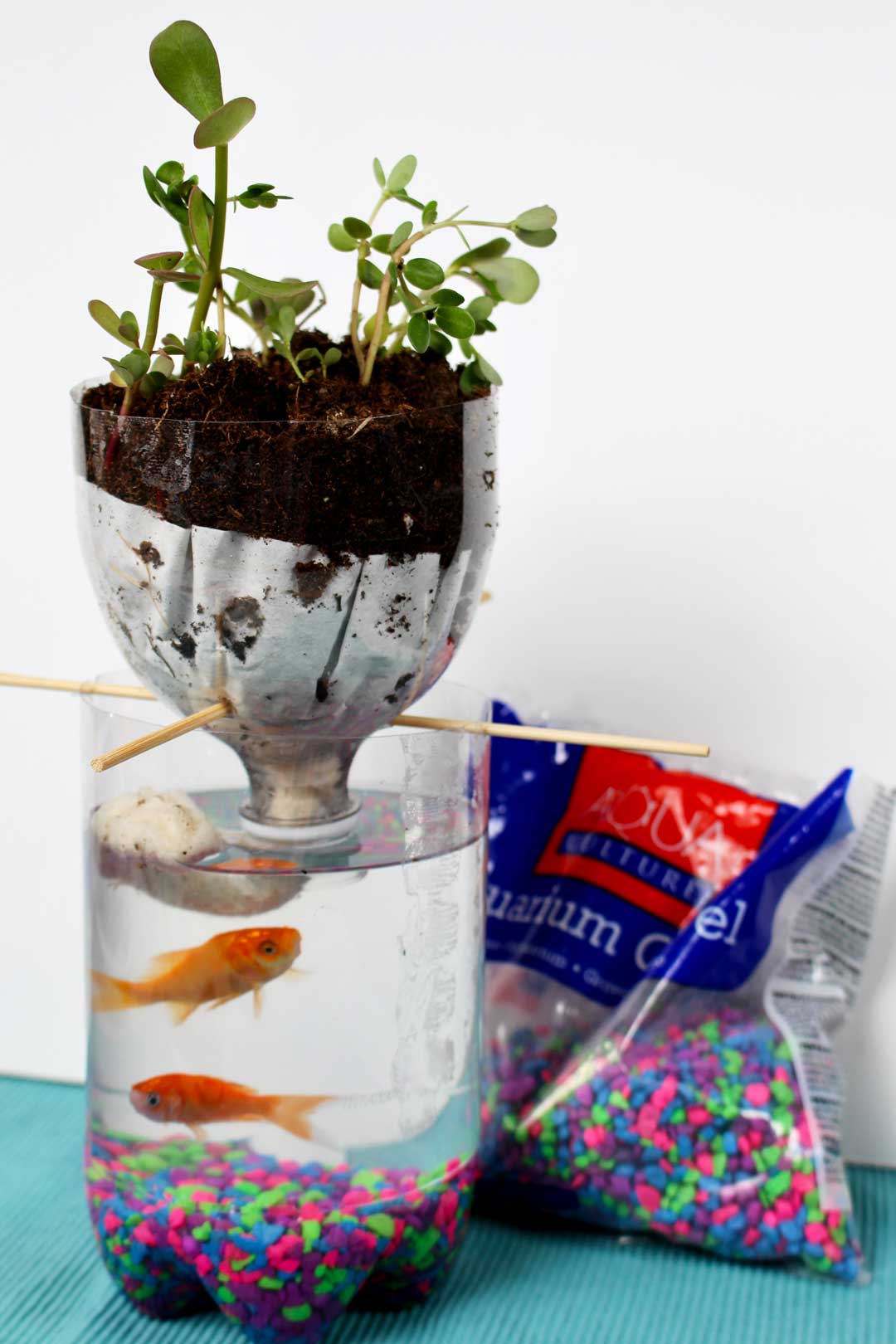 2-Liter Bottle Ecosystem Project with two goldfish and a plant.