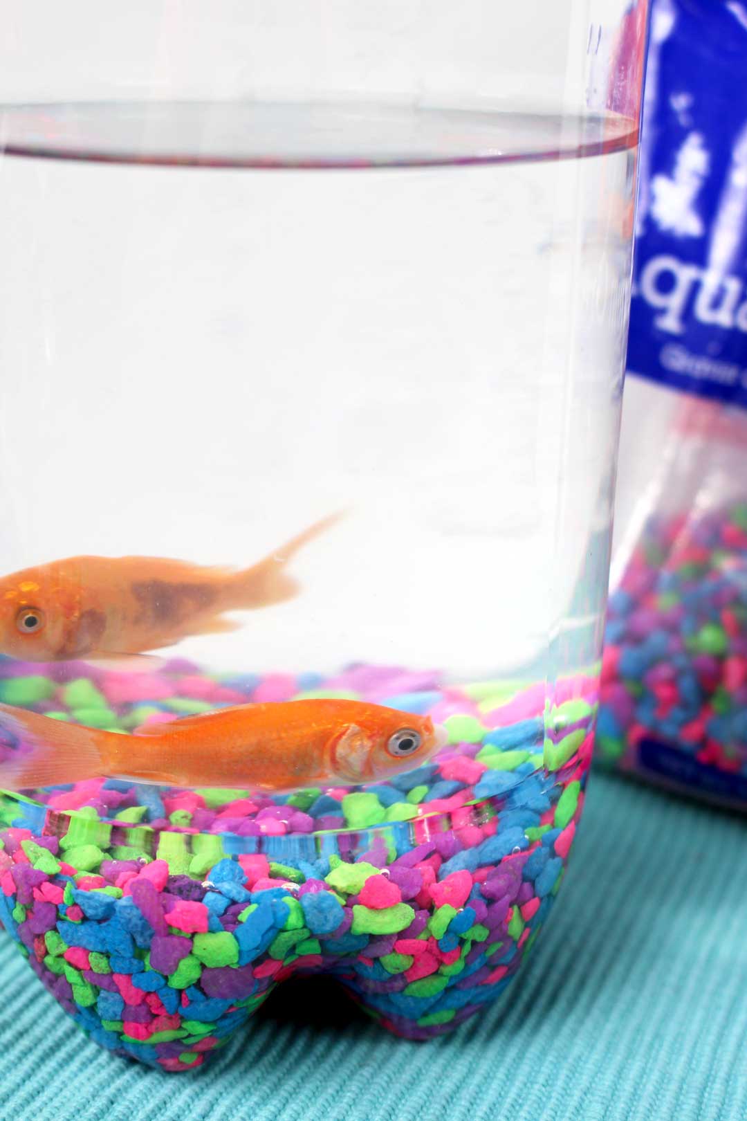 Close up view of two gold fish swimming in DIY 2 - liter bottle fish tank.