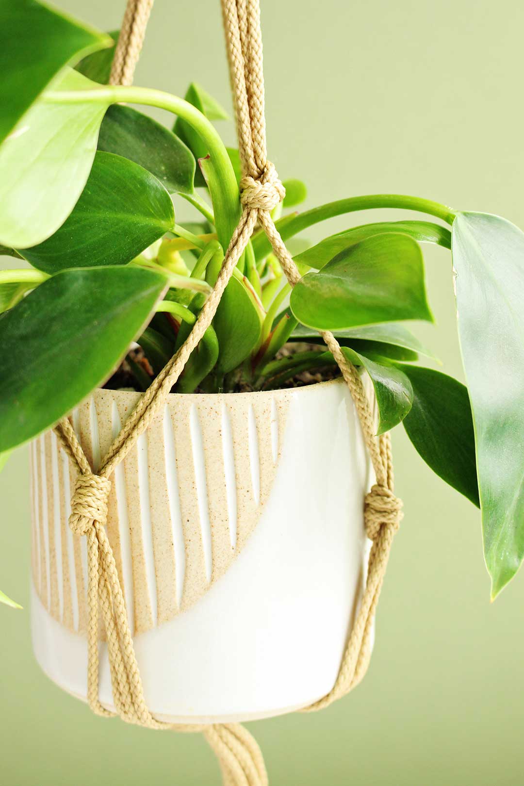 Close up view of macrame plant hanger holding a white and sand pot with leafy plant inside.