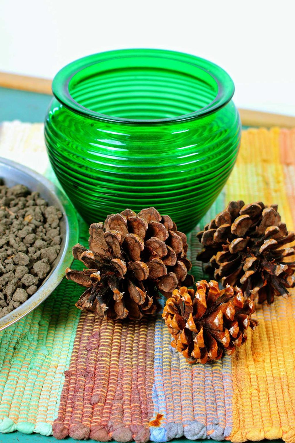 How to Grow a Tree from a Pine Cone To Nana's