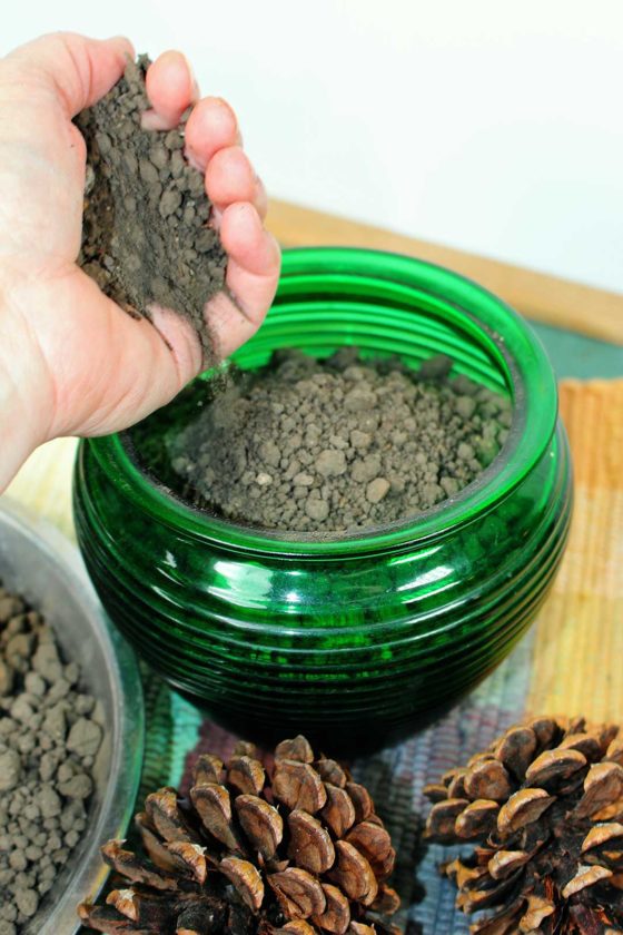 How to Grow a Tree from a Pine Cone To Nana's