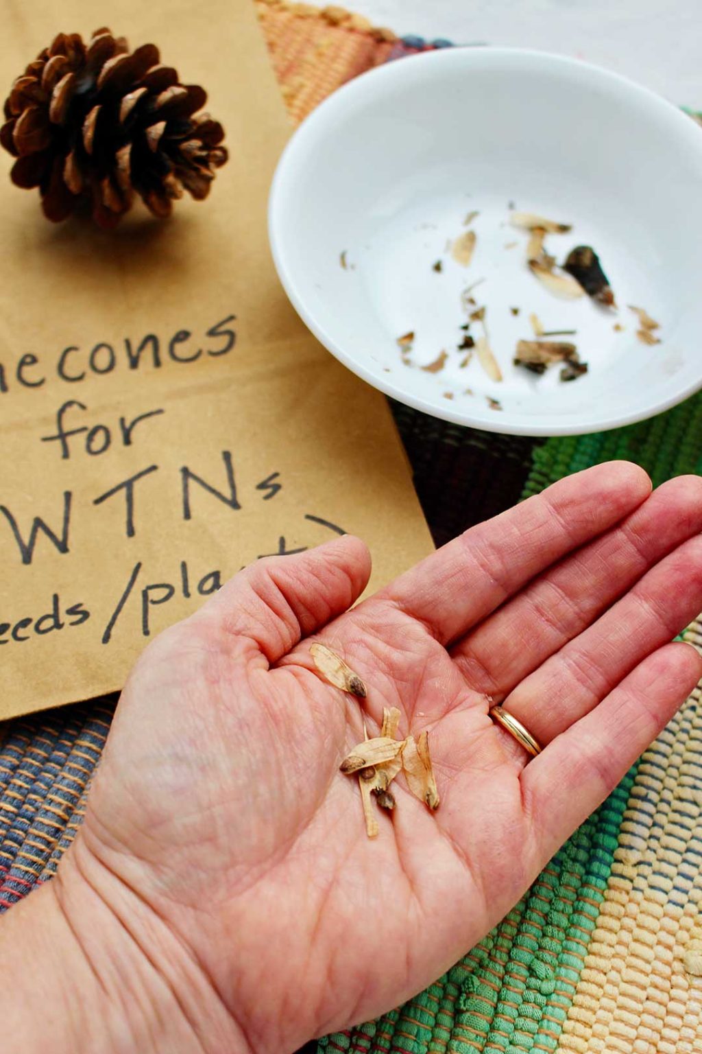 How To Grow A Tree From A Pine Cone Welcome To Nana S   How To Grow A Tree From A Pine Cone 11 1024x1536 