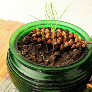 Sprouts growing out of green glass pot sitting on plaid place mat.