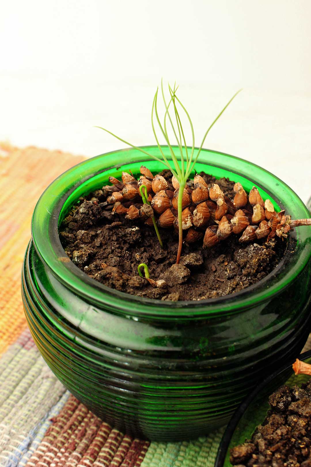 Sprouts growing out of green glass pot sitting on plaid place mat.
