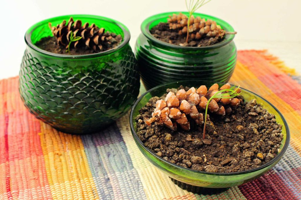 How To Grow A Tree From A Pine Cone Welcome To Nana S   How To Grow A Tree From A Pine Cone 3 1024x683 