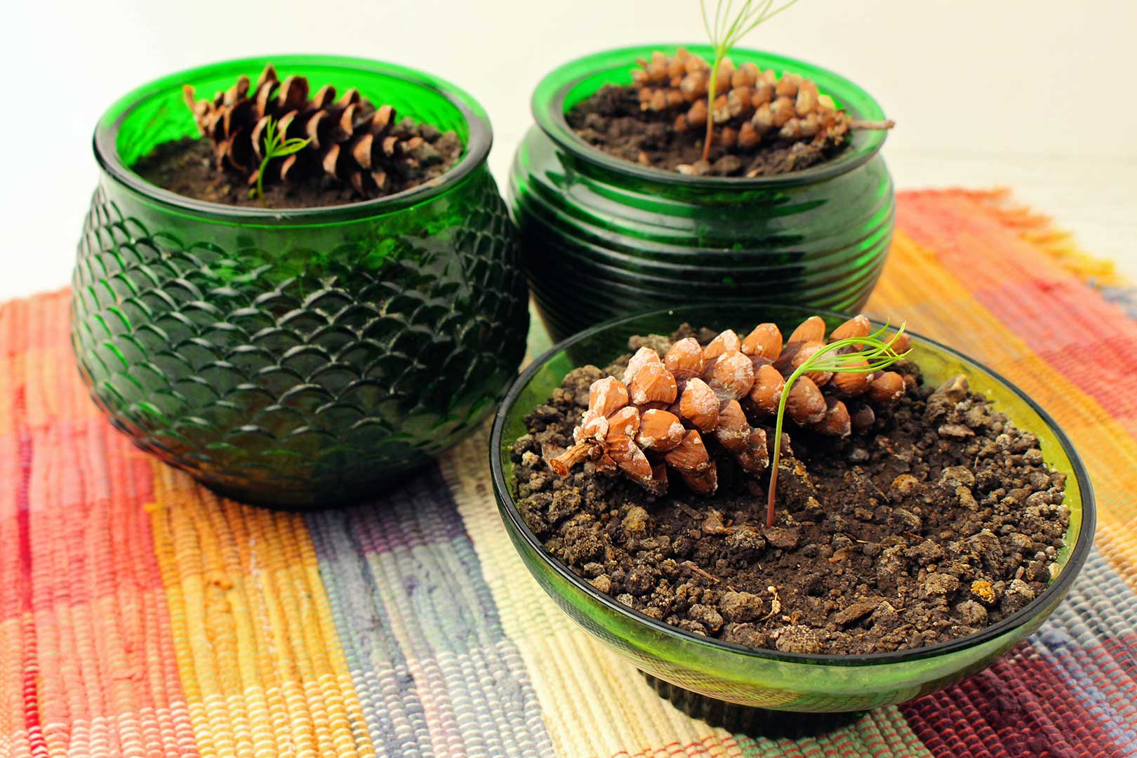 Three completed and sprouting trees with pinecones in green glass pots resting on plaid place mat.
