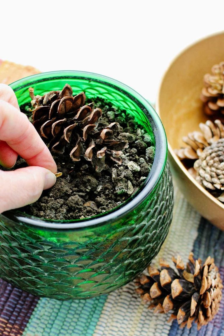 How to Grow a Tree from a Pine Cone To Nana's