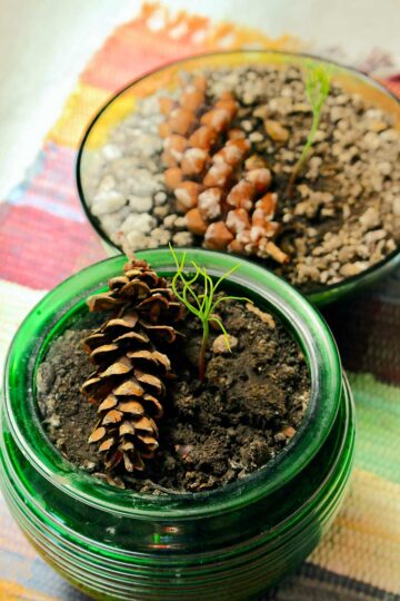 Overhead views of two different sprouts growing in glass containers.