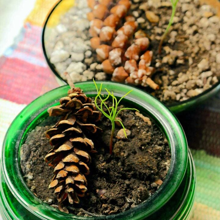 Overhead views of two different sprouts growing in glass containers.