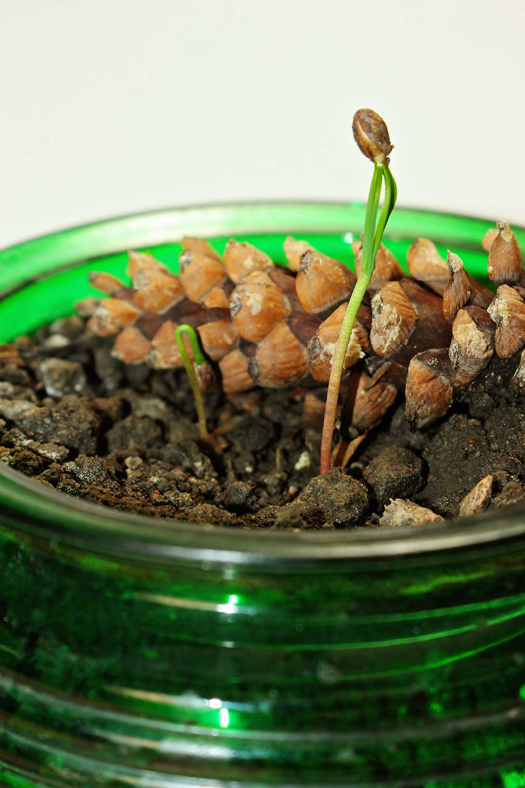 Close up view of a sprout growing in a glass green pot.
