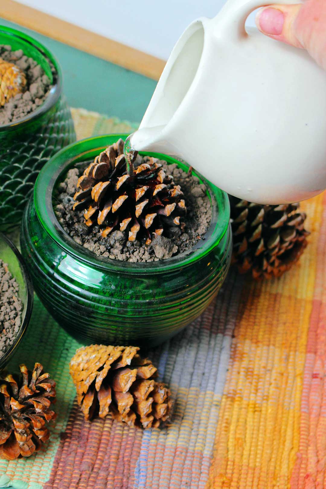 Hand pouring water from a small white creamer container on to pinecone resting on dirt in green pot.
