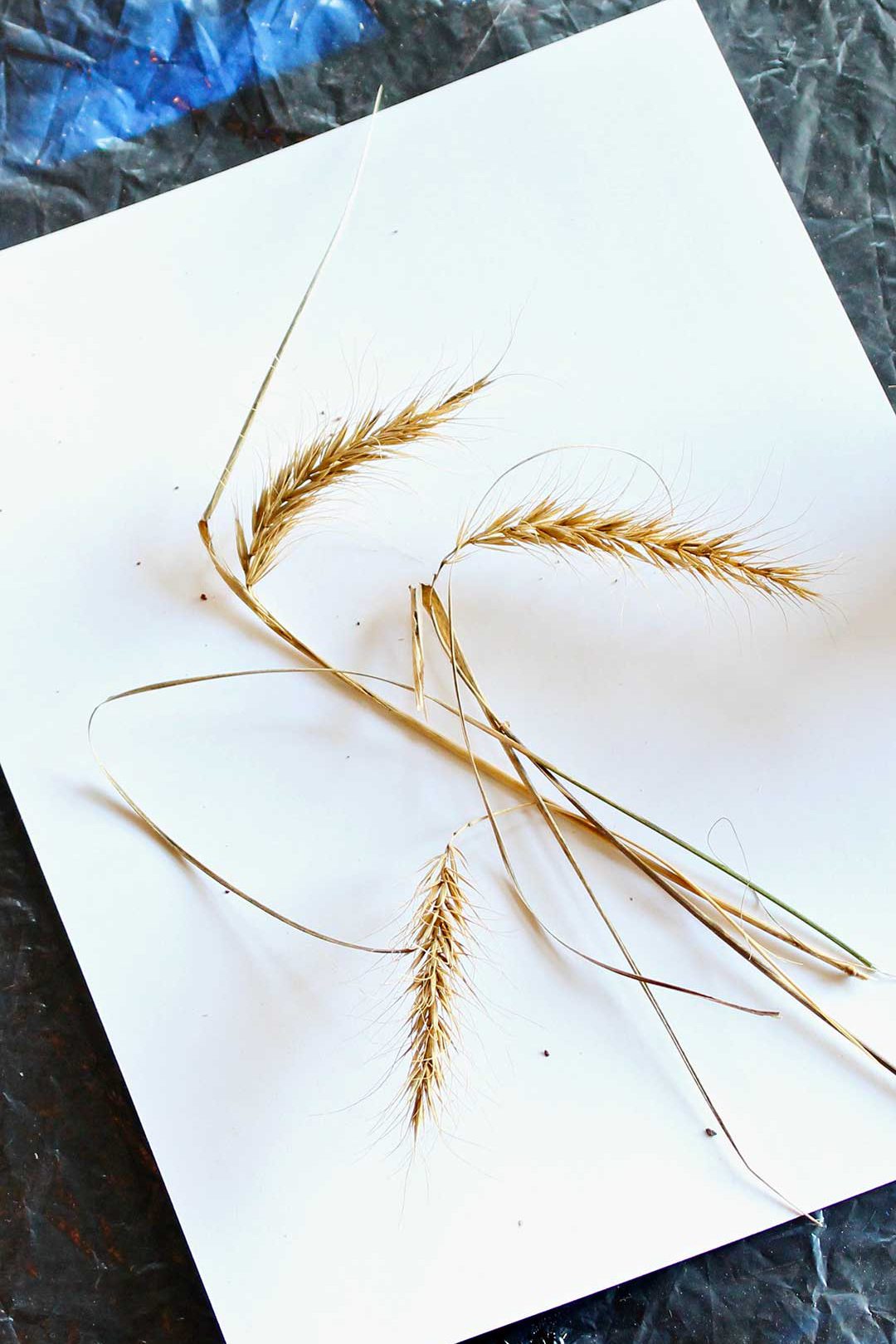 Dried wheat resting on a white canvas before painting.