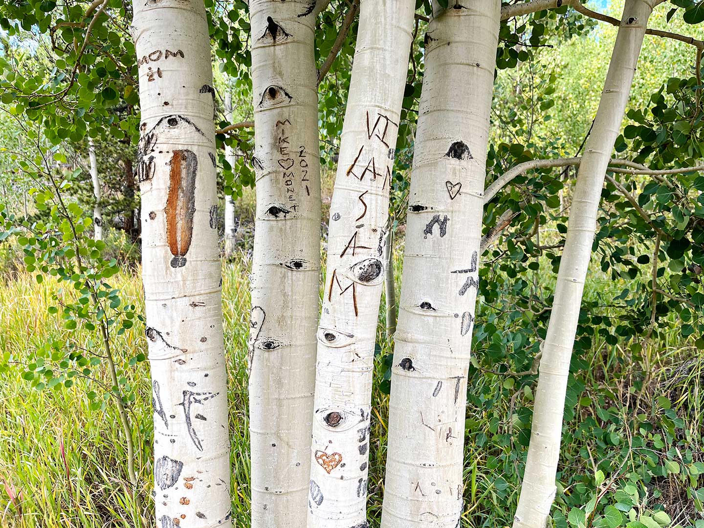 Photo of aspen tree trunks with carvings in the bark.
