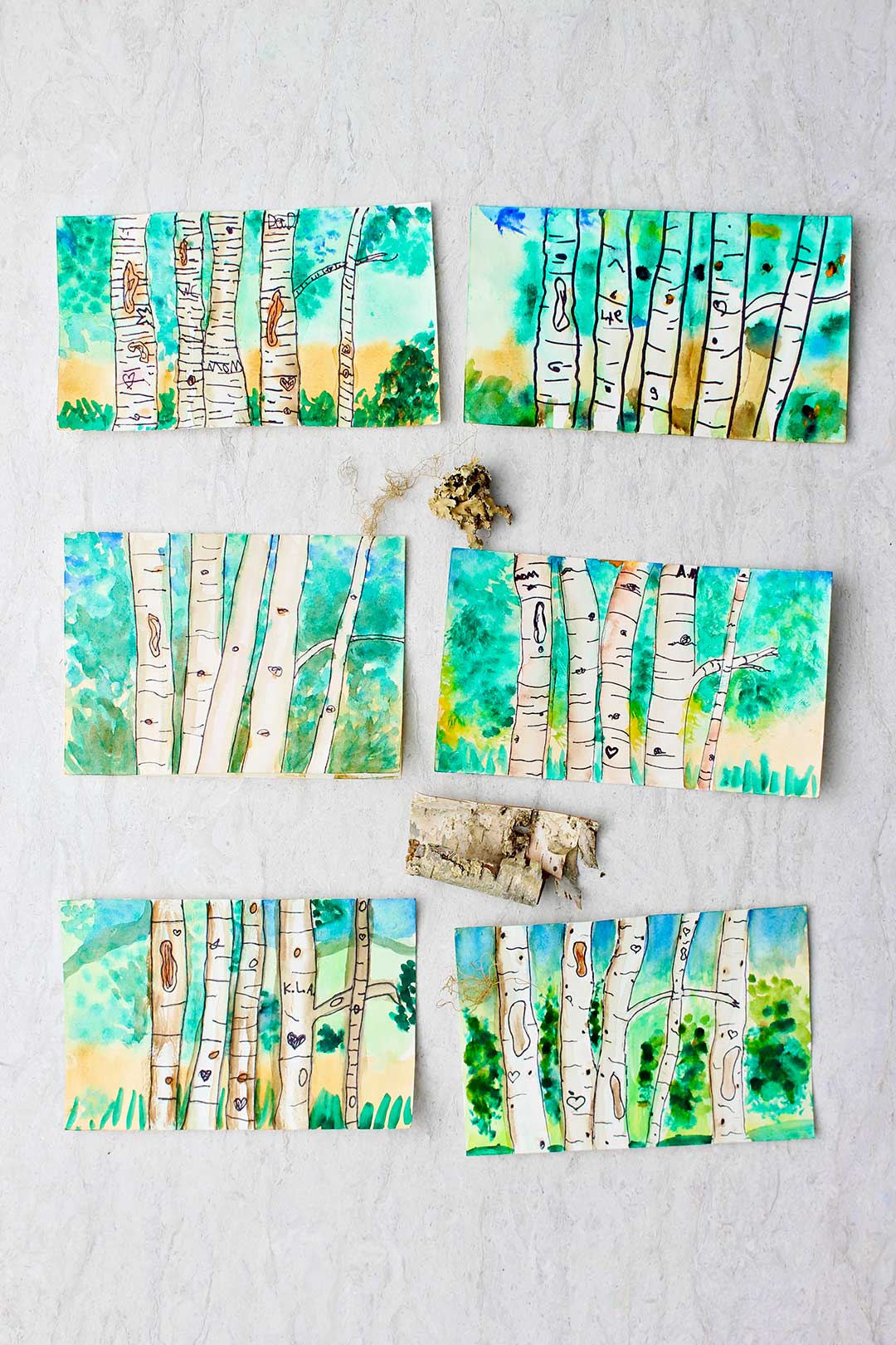 Six completed aspen watercolor paintings with a couple pieces of aspen tree bark.