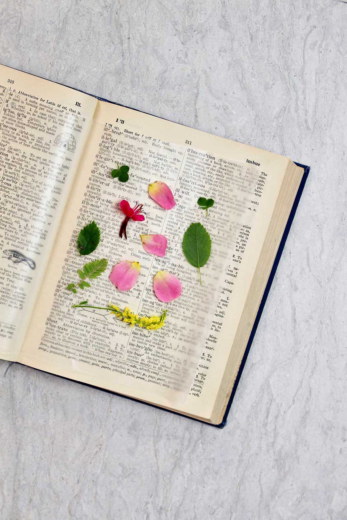Opened dictionary with wax paper and dried flowers and leaves.