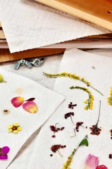 Flower press and two paper towels with pressed petals and flowers.