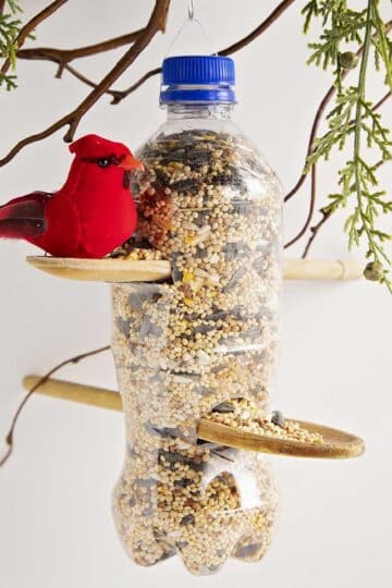 Recycled plastic bottle bird feeder filled with bird seed hanging from branches, and a red bird.