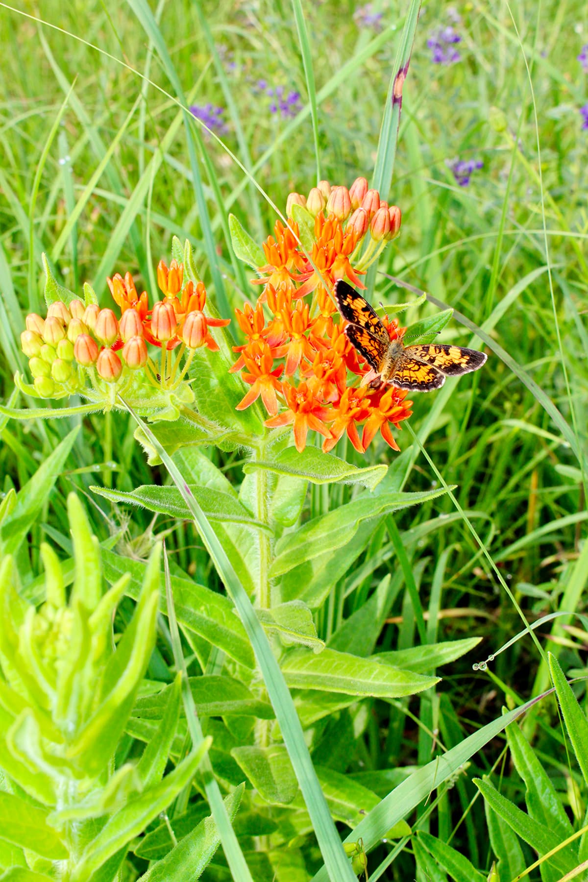 A butterfly perched on some orange wild flowers in a grassy field.