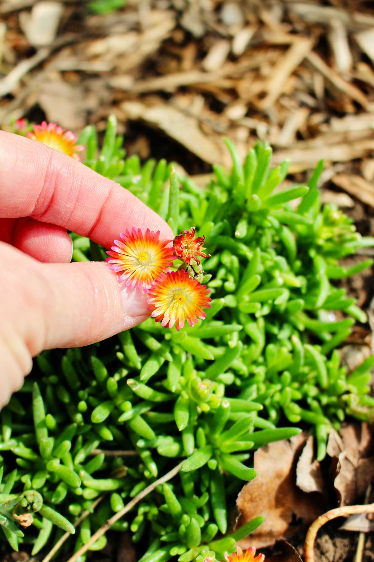 Person holding red and yellow flowers found in garden.