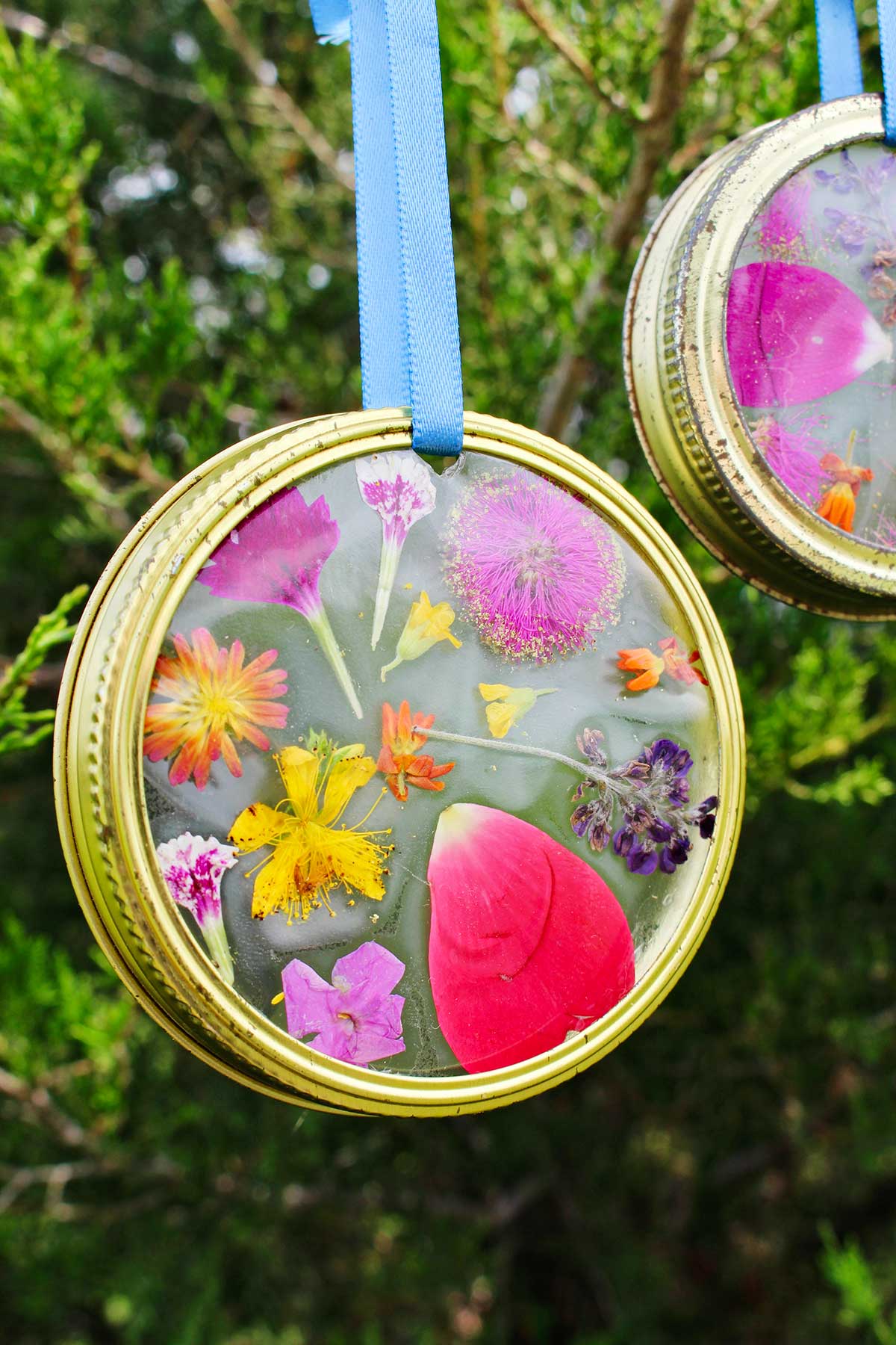 Completed Garden Suncatcher with pressed flowers made with a mason jar lid and hanging from a tree with blue ribbon.