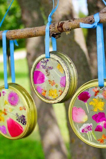 Completed Garden Suncatchers with pressed flowers made with a mason jar lid and hanging from a twig with blue ribbon.