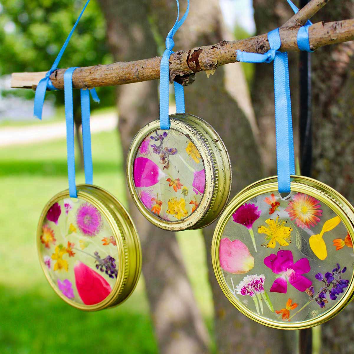 Completed Garden Suncatchers with pressed flowers made with a mason jar lid and hanging from a twig with blue ribbon.