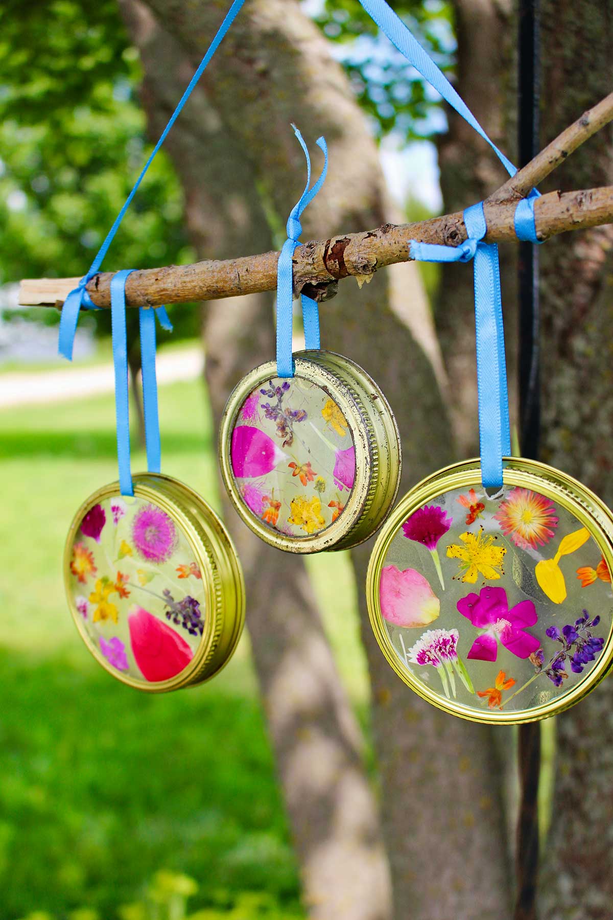 Completed Garden Suncatchers with pressed flowers made with a mason jar lid and hanging from a twig with blue ribbon.