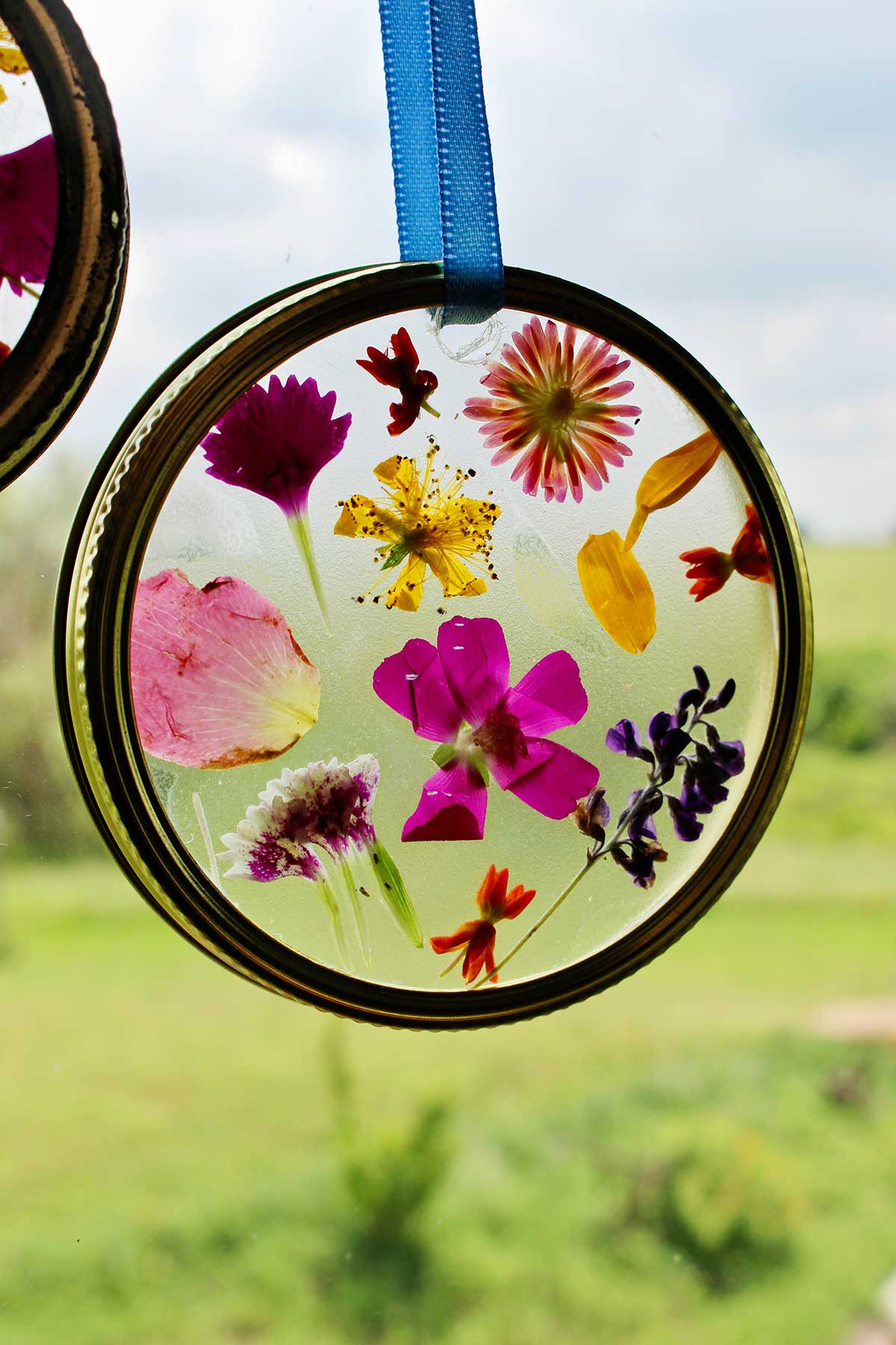 Backlit image of completed Garden Suncatcher with pressed flowers made with a mason jar lid and hanging with blue ribbon.