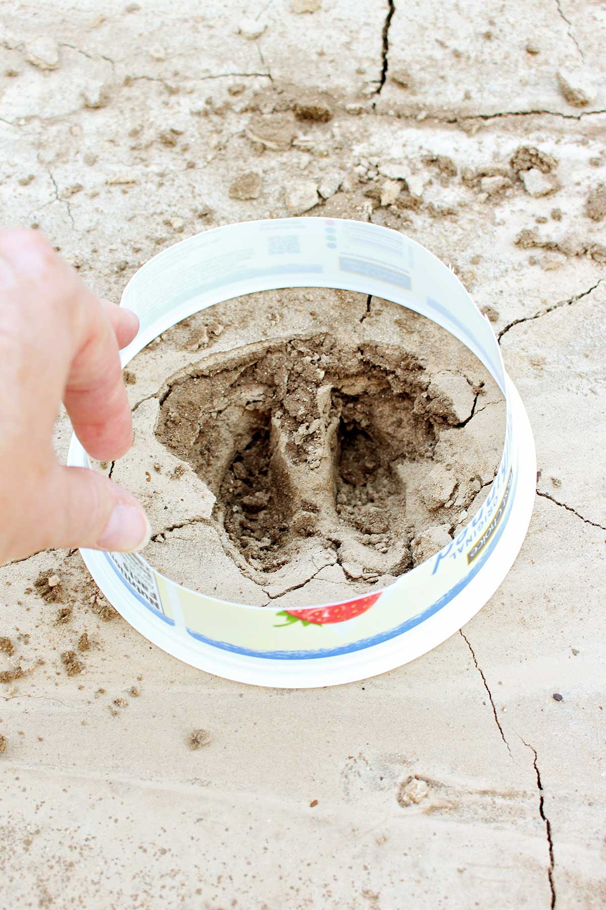 Plastic tub top mold placed around a deer print in the mud.