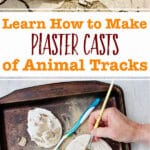 Images of dried plaster casts of animal tracks. One image is being held by a hand outside and one is a person brushing away debris from their animal print cast.