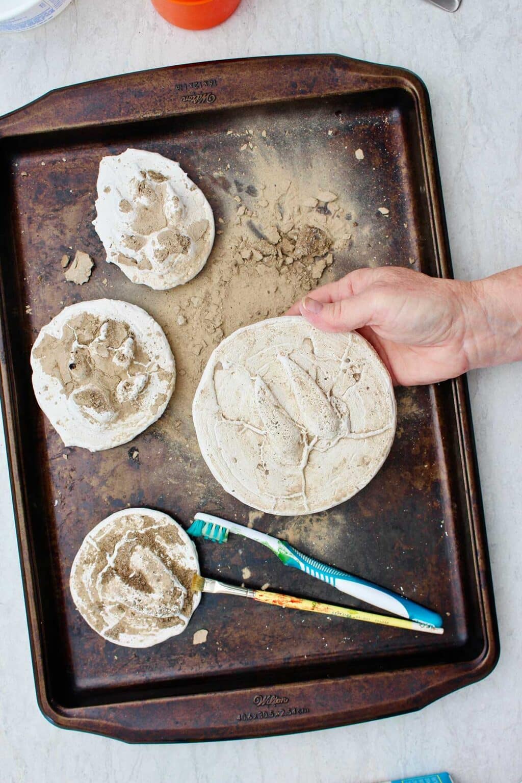 Learn How to Make Plaster Casts of Animal Tracks To Nana's