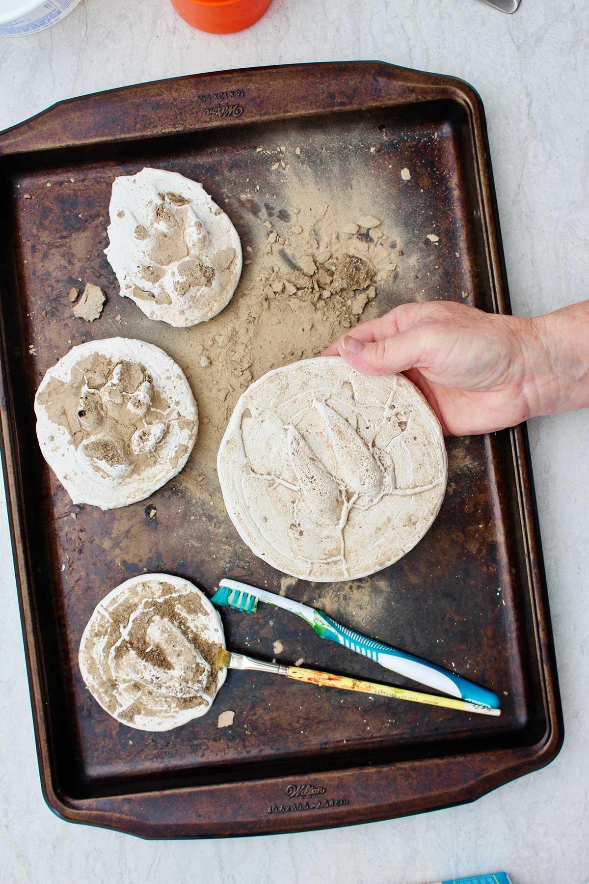 Hand holding deer print plaster cast with other finished animal prints sitting on a cookie sheet.