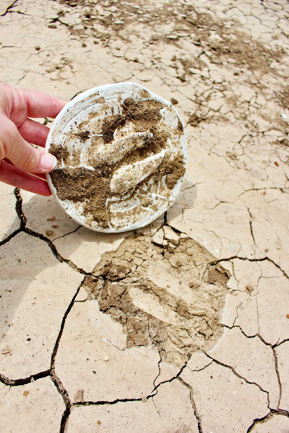 Dried plaster of Paris animal track being pulled off of the print outside.