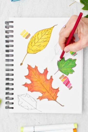 Person using a red colored pencil to shade the outside of a green leaf sketch on a sketchbook page of other colorful leaf drawings.