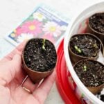 A person holding a tp seed starter with a little sprout growing out of it with other tp tubes and sprouts in the back ground.