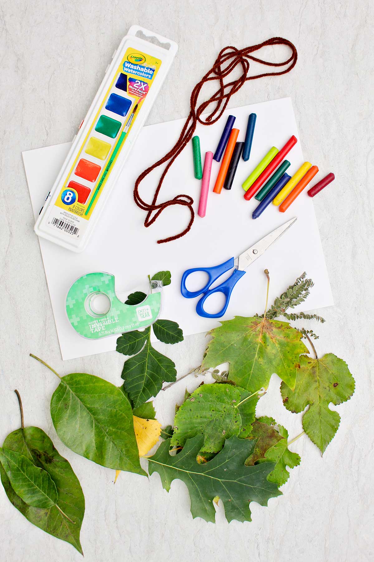 Fresh leaves of different shapes, tape, paper, scissors, watercolors and crayons.