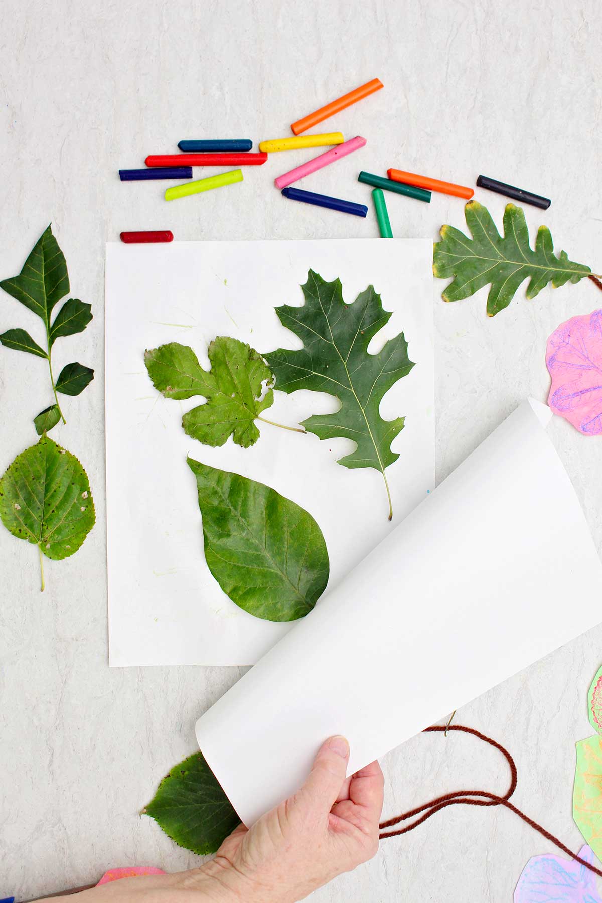 A person placing a white piece of paper over three different leaves for leaf rubbings.