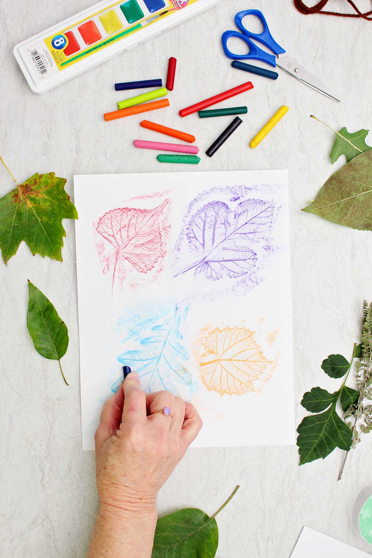 A person using a blue crayon to create leaf rubbings on a piece of white paper.