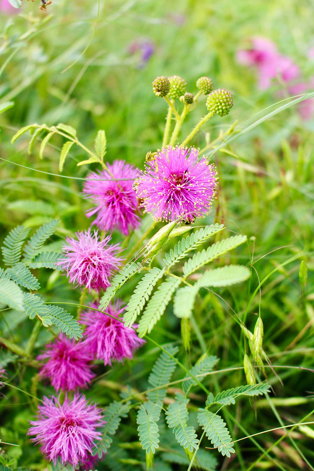 A picture of the wildflower called cats claw sensitive briar, a red-violet colored flower with small yellow dots on the tips of each petal.